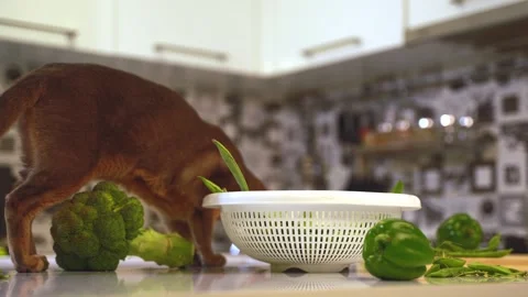Cute blue abyssinian cat eats green beans on a home kithen table. Cat and fresh  Stock-Footage 242081530