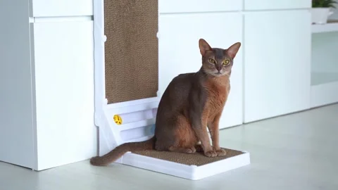 Cute Blue Abyssinian cat with yellow eyes sitting on cardboard scratch board at  Stock Footage 243764202