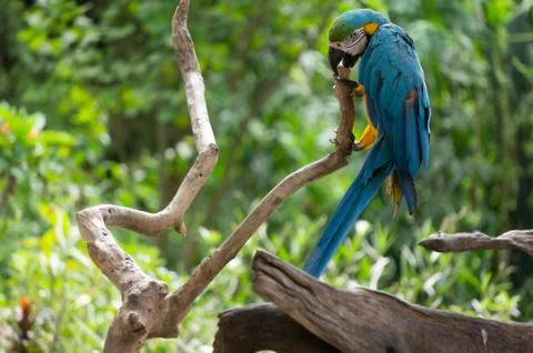 Cute blue bird Stock Photos