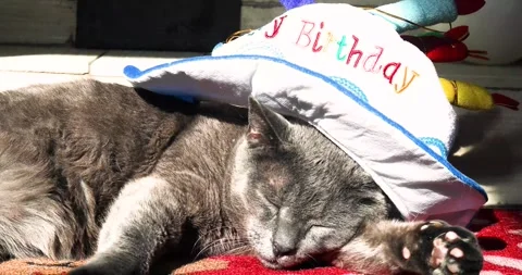 Cute blue cat of the Burmese breed on a rug with a hat with the inscription  Stock Footage 304494197