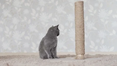 Cute blue cat sitting on the floor near scratching post and comes out in the end Stock Footage 108733490