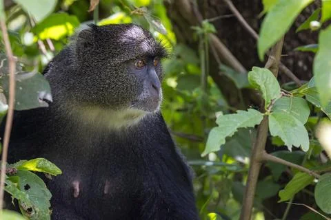 Cute blue Monkey on tree branch in Arusha national park, Tanzania. Foto stock