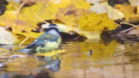 Cute Blue Tit Bird Bathing and Splashing in a Puddle with Yellow Leaves Stock Footage 346137503