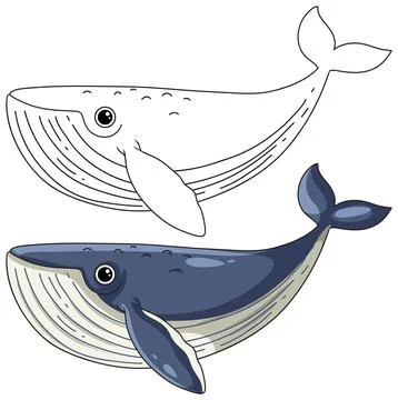 Cute Blue Whale Vector Illustration in Color and Line Art Style Stock Illustration
