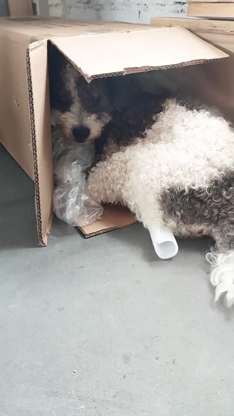 Cute bolognese dog playing hide in the cardboard box at home floor Stock Footage 342513150
