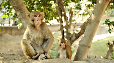 Cute bonnet macaques sit together in the wild slow motion (1 of 3) Stock Footage 52082630