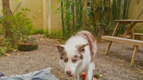 Cute Border Collie Dog Playing in the Backyard Garden Stock Footage 335906601