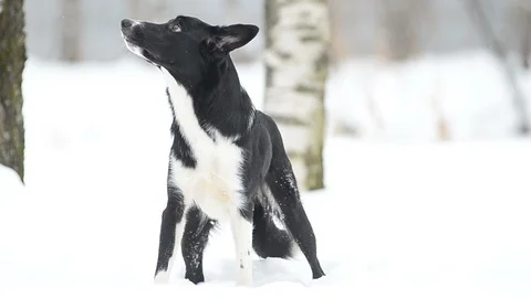 Cute border collie dog standing Video stock 88276173