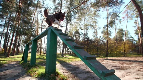 Cute Border Collie executing commands in beautiful, colorful forest 스톡 동영상 226975105