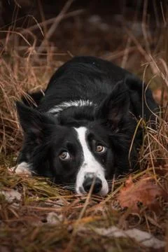 Cute border collie in grass. 写真素材