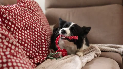 Cute Border Collie Nibbles Toy on Sofa Indoors Stock Footage