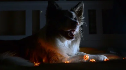 Cute border collie at night on a bed Stock Footage 102254206