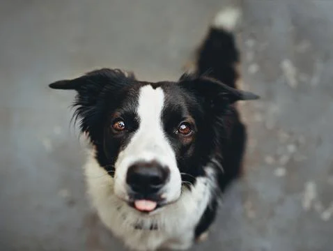 Cute Border Collie Stock Photos