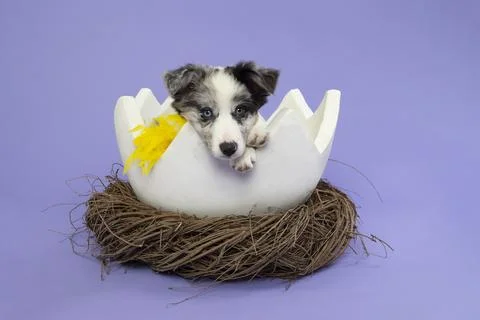 Cute border collie puppy in a easter egg shell in a animals nest with yello.. 스톡 사진