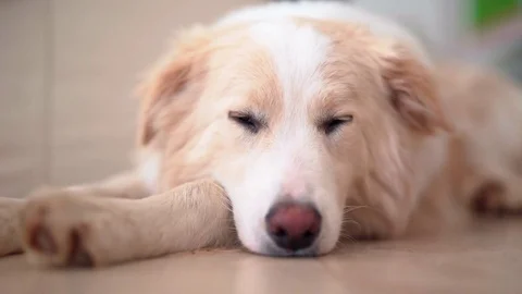Cute border collie resting at home Stock Footage 81275113