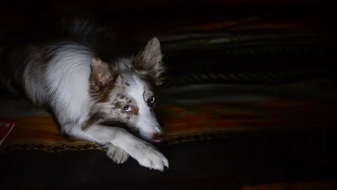 Cute border collie shows funny faces Stock Footage 102254098