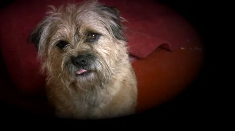 Cute Border Terrier Dog Stock Footage 46018232