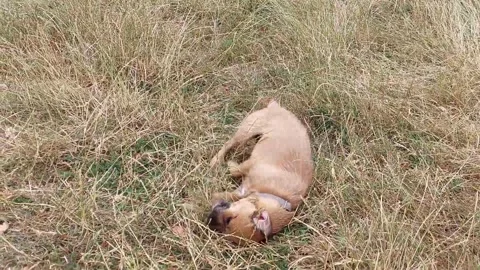 Cute border terrier rolling in the grass Stock Footage 262470747