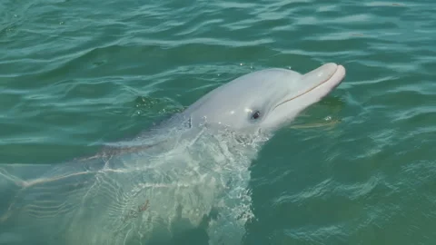 Cute bottlenose dolphin vocalizing underwater closeup Stock Footage 294619043