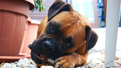 Cute boxer dog chewing on bone Stock Footage 112588207