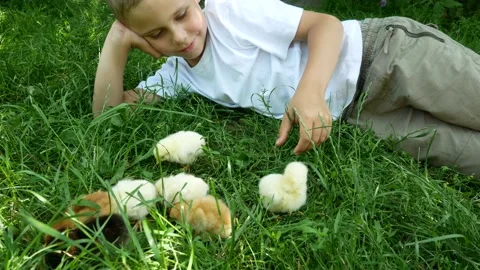 Cute boy 6-7 years old playing in the meadow with little chickens Stock Footage 156616688