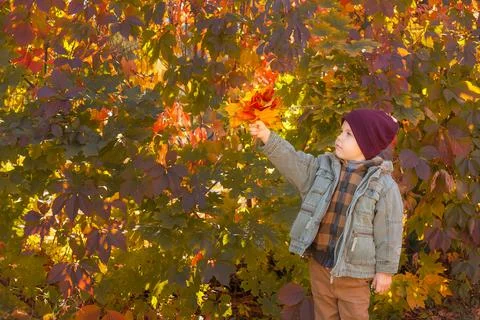 A cute boy on the background of a wall made of grape leaves in autumn. Stock Photos