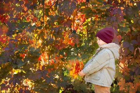 A cute boy on the background of a wall made of grape leaves in autumn. Stock Photos