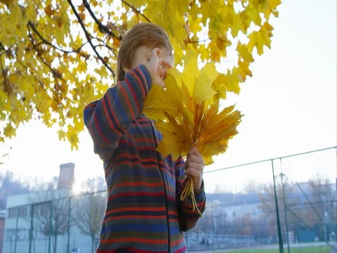 Cute Boy Counting The Yellow Leaves He Collected Stock Footage 75332254