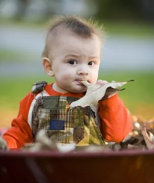 Cute boy eating a leaf Stock Photos