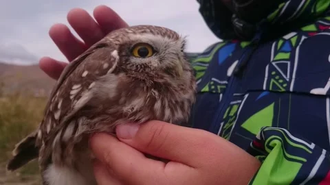 A cute boy holds and strokes a little owlet against the backdrop of autumn hills Stock Footage 270957148