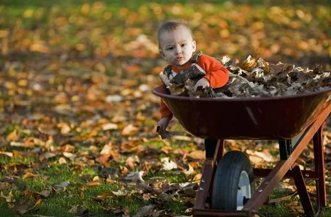 Cute boy leaning over the side of a wheelbarrow Stock Photos