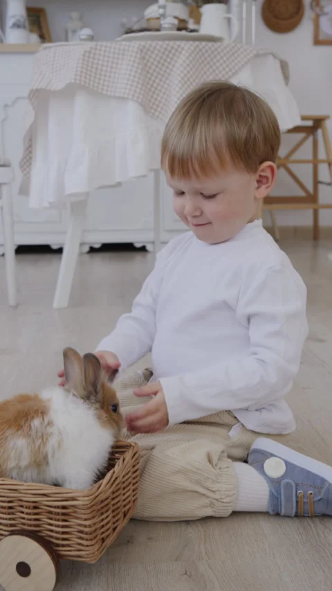 Cute boy playing with fluffy bunny Stock Footage 306387182