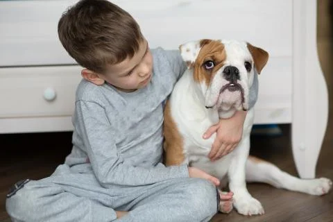 Cute boy plays on the floor on a carpet with puppies of English bulldog Foto stock