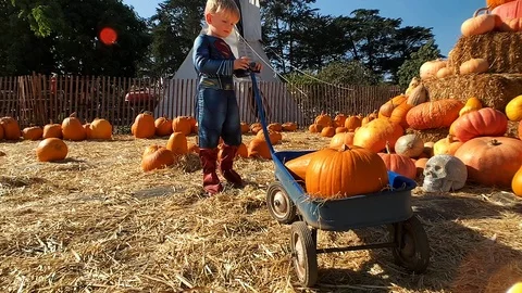 Cute boy pulling wagon at pumpkin patch, slow motion Stock Footage 118876460