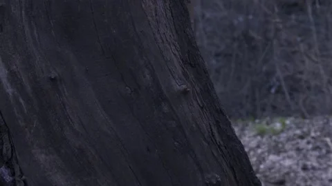 Cute boy reading book and is seating on tree 库存影片 172585064