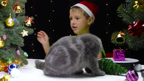 Cute boy in Santa Claus hat and cat playing near decorated Christmas trees Stock Footage 253299764