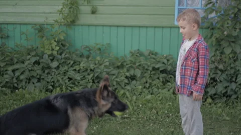Cute boy throwing ball to his dog and dog catches it. Stock-Footage 158159113