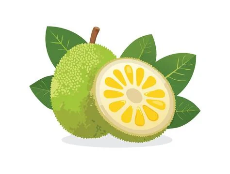 A cute Breadfruit fruit illustration Stock Illustration