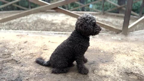 A cute breed dog Stock Footage 293900531