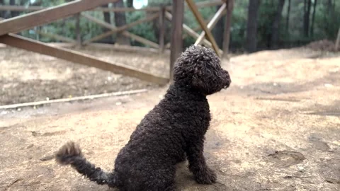 A cute breed dog Stock Footage 293900707