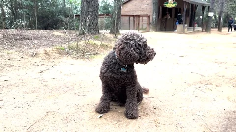 A cute breed dog Stock Footage 293901075