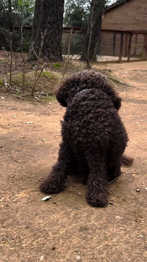 A cute breed dog Stock Footage 293901558