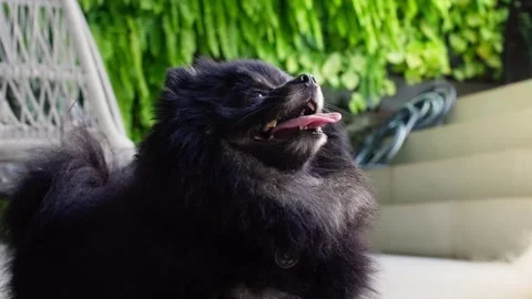 Cute breed dog looking up with sun reflecting off muzzle. Stock Footage 245482915
