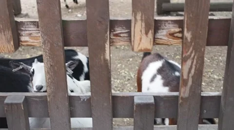 Cute brindled calf pushing its head trough fence on a farm Stock Footage 54450372