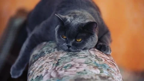 Cute british cat chilling Stock Footage 170330939