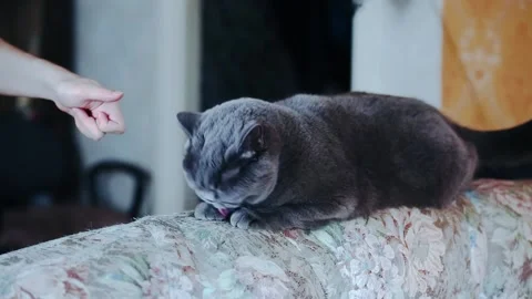 Cute british cat fighting Stock Footage 170383131