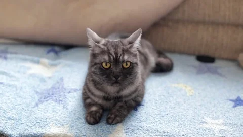 Cute British cat Stock Footage 69082800