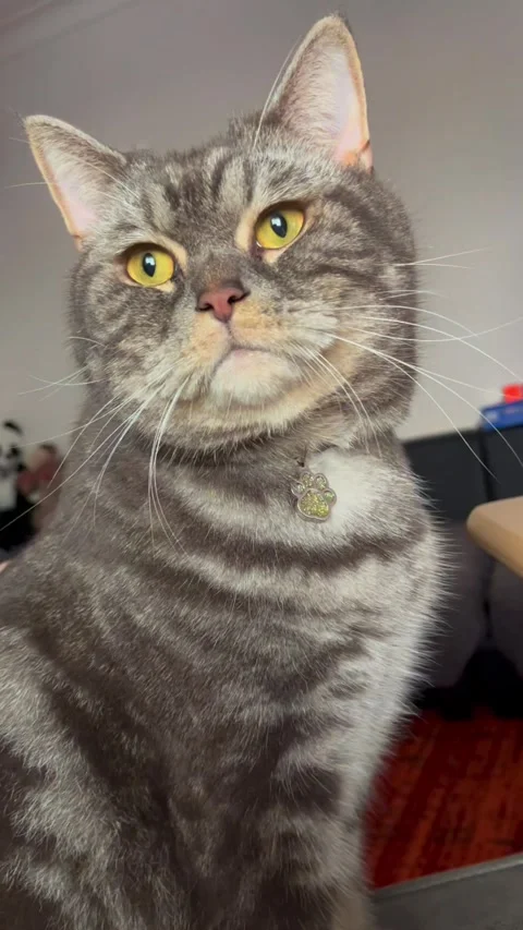 Cute British cat Stock Footage 304362127