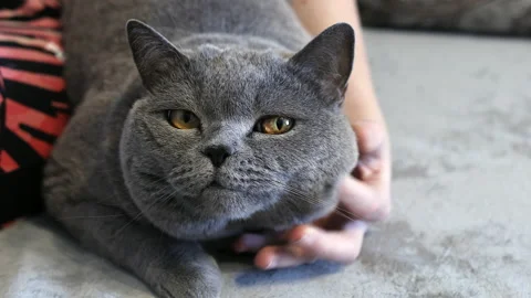 Cute British cat lying in sofa Stock Footage 169867264