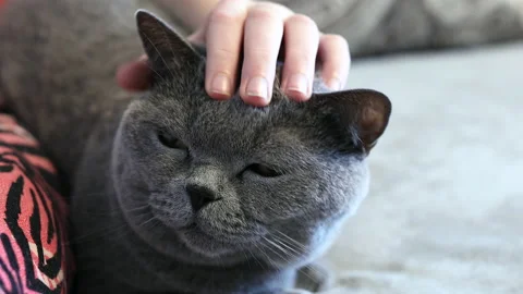 Cute British cat lying in sofa. Stock Footage 169867878